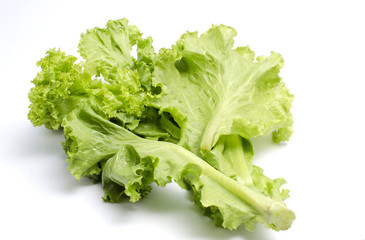 Fresh Lactuca sativa on white background