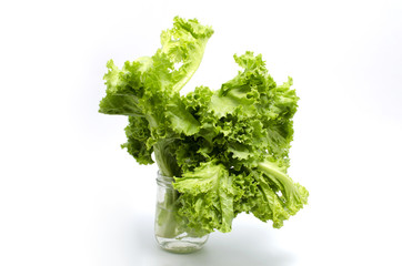 Fresh Lactuca sativa on white background