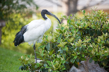 Fototapeta premium Threskiornis aethiopicus - Ibis sacro