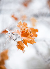 Maple leaves covered with hoarfrost © rootstocks
