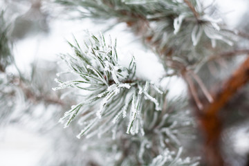 Coniferous branches covered with hoarfrost