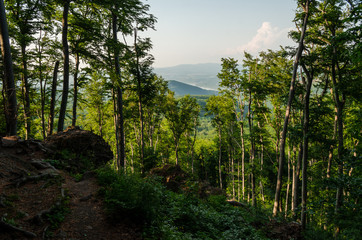 green beech tree woods at Dobogókő in spring, Hungary hiking landscape