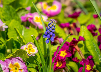 Grape Hyacinth