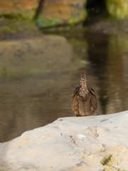 Troglodytes troglodytes - Scricciolo