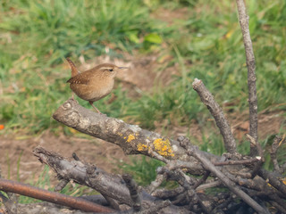Troglodytes troglodytes - Scricciolo
