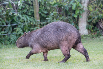 Capybara grazing on grass inside private property. The cabycara is a calm and gentle mammal, very common in Rio de Janeiro..