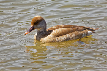 nette rousse femelle
