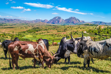 Weekly zebu market in Ambalavao in the the Central Highlands of Madagascar, near the city of...