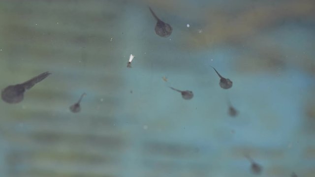Tadpoles swim in the river