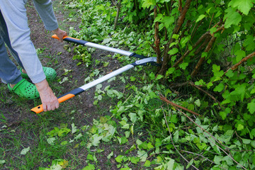 Cut with bypass lopper old shoots of shrubs / Physocarpus opulifolius /