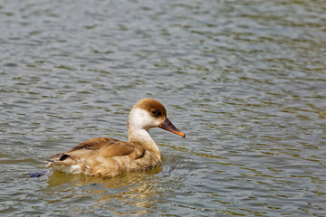 nette rousse femelle