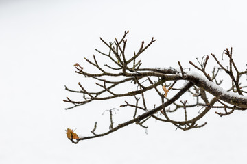 Branch with snow