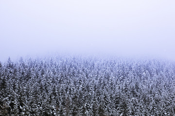 Fantastic landscape of pine forest covered with snow and fogs during a snowfall