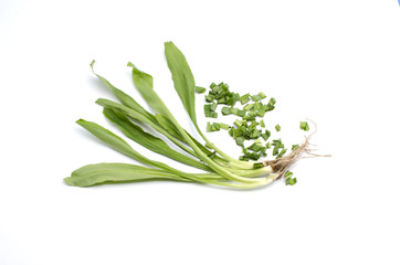Fresh culantro Sawtooth Coriander - Eryngium foetidum on white background