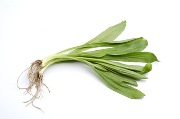 Fresh culantro Sawtooth Coriander - Eryngium foetidum on white background