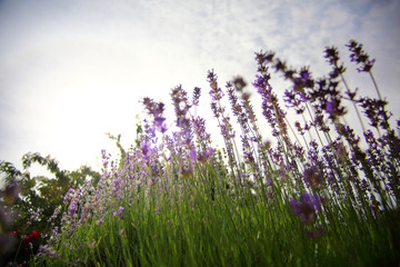 Lavendel - Meine kleine Auszeit