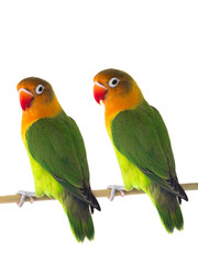 Fototapeta na wymiar two fischeri lovebird