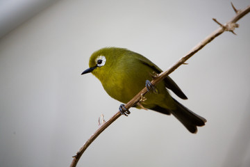 Zosterops poliogaster - Occhialino di monte africano