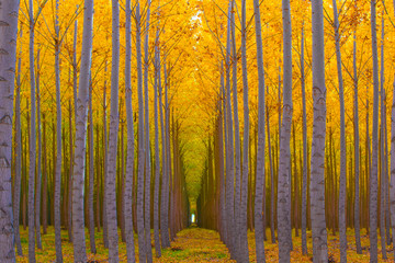 Fototapety  Drzewo Tunel - Złotożółte Kolory Jesieni w Lesie