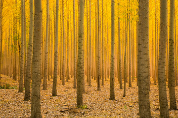 Golden yellow autumn forest