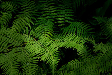 Fototapeta na wymiar Plant leaf topical green nature 