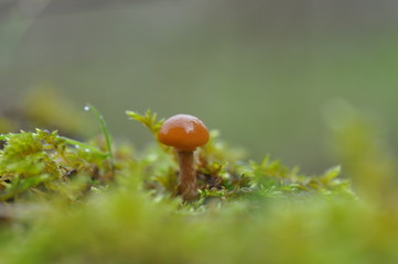 little brown mushroom
