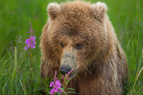 Grizzly bear smelling flowers in Alaska