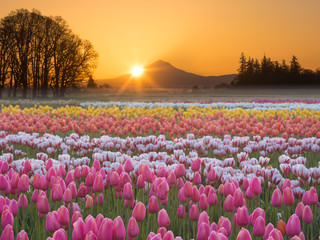Sunrise over Mt. Hood with Tulips
