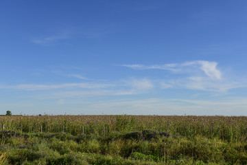 Flowery landscape, La Pampa, Argentina