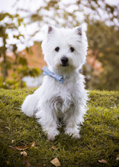 a westie dog with a blue tie sitting on the grass with trees in the background