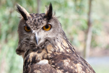 búho de ojos grandes