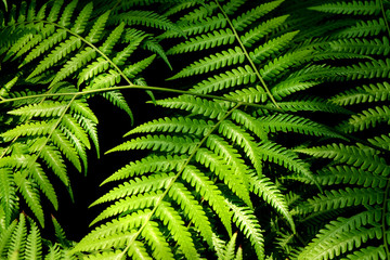 Plant leaf topical green nature 
