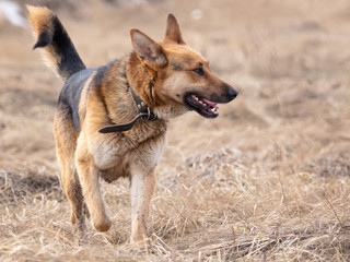 Dog runs on nature in the spring