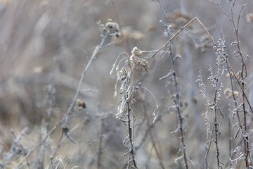 Dry gray grass on nature in winter
