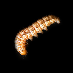 the caterpillar crawls on a black background