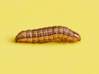 the caterpillar crawls on a yellow background