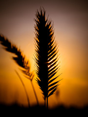 Spikelets at sunset