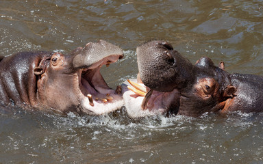 Fototapeta premium hipopotamo