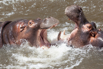 Fototapeta premium hipopotamo