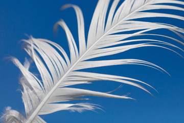 Fototapeta na wymiar A white feather against the blue sky