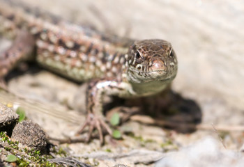 Portrait of a lizard on nature in spring