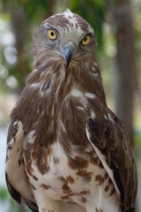 buho, ave nocturna de ojos grandes