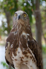 buho, ave nocturna de ojos grandes