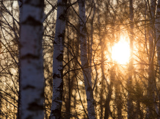 Sunset through the branches of trees in the forest