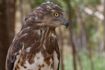 buho, ave nocturna de ojos grandes