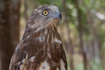 buho, ave nocturna de ojos grandes