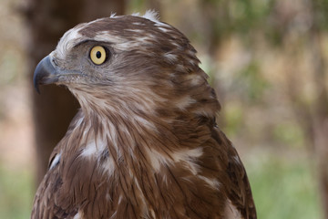 buho, ave nocturna de ojos grandes