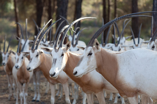 animales de gran cornamenta