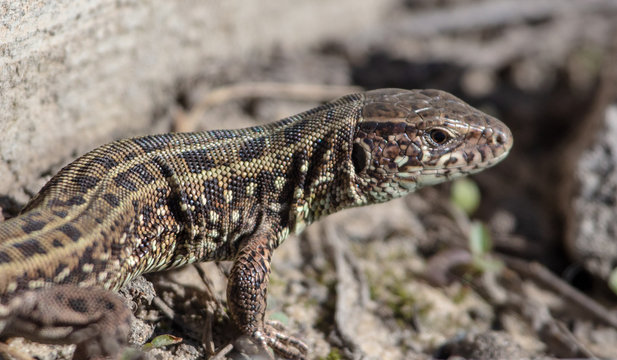 Portrait of a lizard on nature in spring