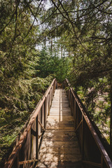Entrada puente bosque